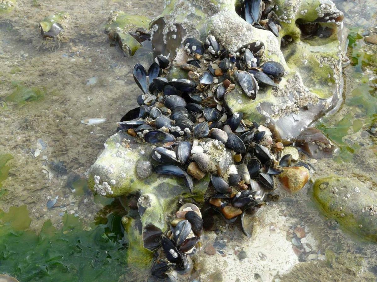 L'Ecoutille Dieppe Luaran gambar